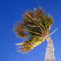 1668-tropical palm